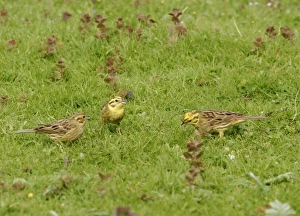 Yellowhammers - Group feeding in meadow Yellowhammers - Group feeding in meadow