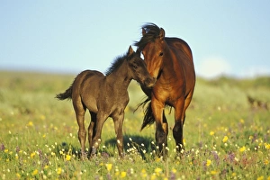 Young adolescent wild horse checks out this years colt in meadow of wildflowers Young adolescent wild horse checks out this years colt in meadow of wildflowers