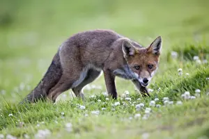 European Fox Species Prints: Young Fox - Cornwall - UK