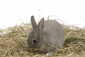 Cute Baby Rabbits Prints: Young Rabbit - in studio hay