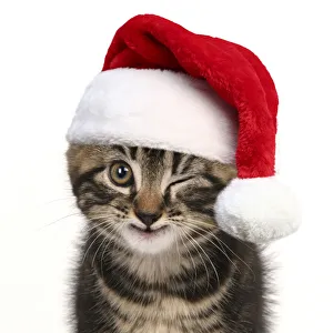 Young tabby kitten winking wearing a red Christmas Santa har Date: 04-11-2021 Young tabby kitten winking wearing a red Christmas Santa har Date: 04-11-2021
