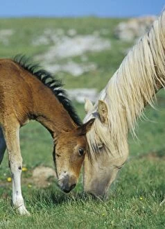 Images Dated 3rd April 2003: Young Wild Horse - Colt playing or rubbing against mother (mare)