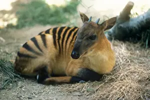 African Mammals Prints: Zebra Duiker