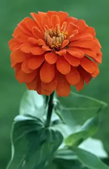 Orange Flowers Prints: Zinnia
