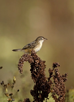 Zitting Cisticola / Streaked Fan-tailed Warbler Zitting Cisticola / Streaked Fan-tailed Warbler