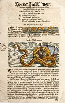 Mythical Beast Prints: Print of a Sea Serpent and ship from 1558