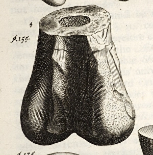 Images Dated 21st February 2011: Print of a lower femur bone, likely from Megalosaurus