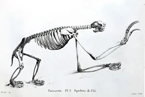 Sloth Prints: 1812 Sloth Skeleton Copperplate Engraving Print