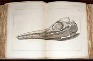 1814 Mary Anning first ichthyosaur skull 1814 Mary Anning first ichthyosaur skull