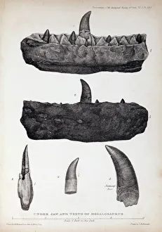 1824 Buckland's Megalosaurus jaw teeth 1824 Buckland's Megalosaurus jaw teeth