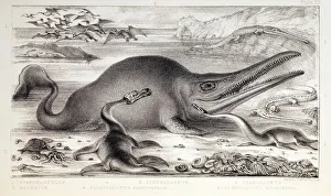 1858 Prehistoric marine reptiles 1858 Prehistoric marine reptiles