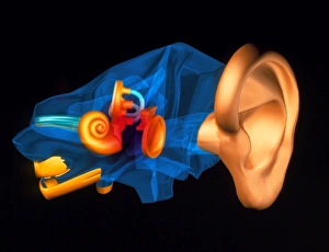 3-D computer model of the anatomy of the human ear 3-D computer model of the anatomy of the human ear