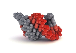 Hydrogen Bonds In DNA Prints: A-DNA molecule