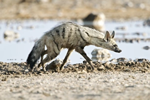 Eastern Africa Wildlife Prints: Aardwolf C018 / 9327