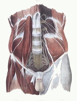Nervous System Illustrations Prints: Abdominal spinal nerves