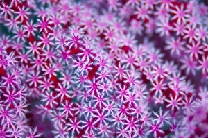 Indonesian Coral Reefs Prints: Abstract pattern of coral polyps