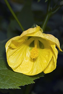Perennial Garden Flowers Prints: Abutilon Lemon Queen