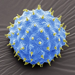 SEM Images Of Pollen Prints: Abutilon pollen, SEM