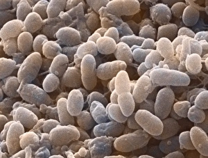 Acetobacter aceti bacteria print, coloured SEM