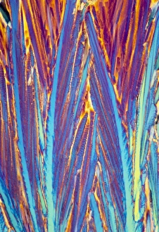 Nerve Impulse Transmission Prints: Acetylcholine crystals, light micrograph