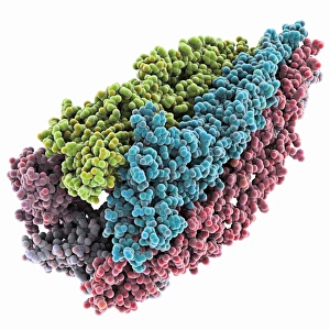 Acetylcholine Receptor Print