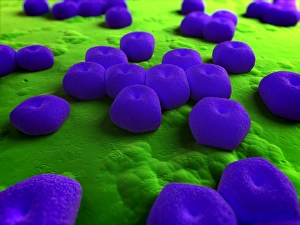 Medical Microbiology Images Prints: Acinetobacter bacteria, artwork