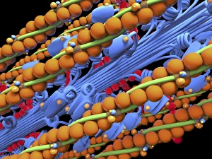 Actin Myosin Muscle Model, artwork C014/2661 Actin Myosin Muscle Model, artwork C014/2661