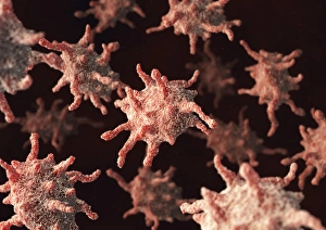 Images Dated 4th March 2011: Activated platelets Print