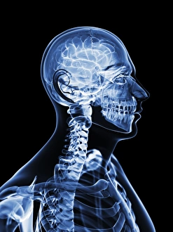 Human Brain Illustration Prints: Active brain, artwork