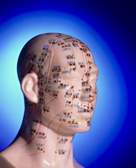 Alternative Medicine Prints: Acupuncture Chart Print on a Cast of the Head and Neck