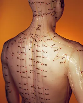 Human Body Prints: Acupuncture Model Print