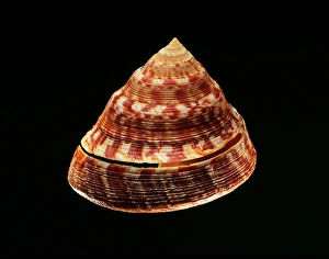 Deep Sea Creatures Prints: Adansons slit shell sea snail shell