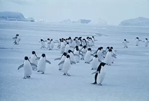 Images Dated 28th March 2003: Adelie penguins