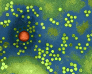 TEM Print of Adeno-associated virus particles