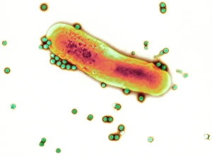 Images Dated 2008 January: Adenovirus particles and bacterium Print, TEM image