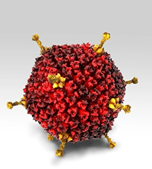 Icosahedral Virus Shape Prints: Adenovirus structure, artwork