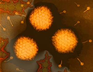 Coloured Electron Micrograph Prints: Adenoviruses