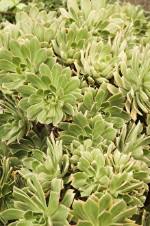Succulent Plant Images Prints: Aeonium percarneum