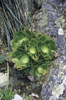 Euphorbiaceae Family Prints: Aeonium plants