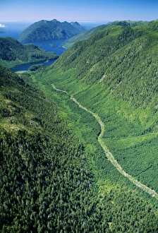 Aerial view of a regenerating clear-cut forest Aerial view of a regenerating clear-cut forest
