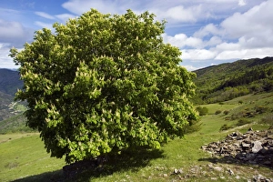 European Wildflowers Pictures Prints: Aesculus hippocastaneus