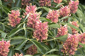 Autumn Foliage Photos Prints: Aesculus x mutabilis Induta