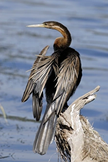 African anhinga African anhinga