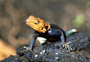 Agama lizard Agama lizard