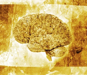 Prints of Aged brain, conceptual image. The front of the brain is on the left. The cerebrum (top left) is the largest and most developed part of the brain Images Dated 2004 August: Aged Brain Print