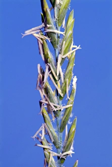 Flowering Grasses Prints: Agropyron pungens