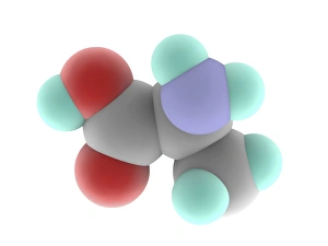 Prints of Alanine, molecular model. Alpha-amino acid that can be synthesised by the body Images Dated 2012 December: Alanine Molecule Print, 3D Molecular Model