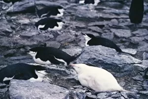 Images Dated 28th March 2003: Albino chinstrap penguin