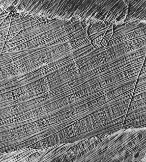 Images Dated 15th March 2013: Coloured SEM Print of Algae Cell Wall Structure