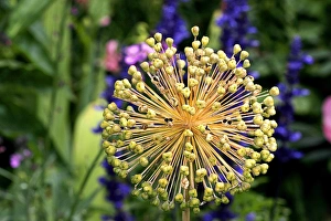 Prints of Allium (Allium sp.) globular seedhead Images Dated 2005 December: Allium Seedhead Print - Globe-shaped flower cluster
